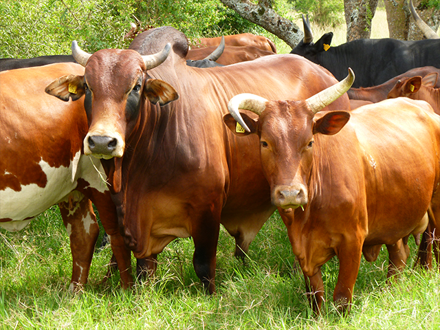 Small Business Development